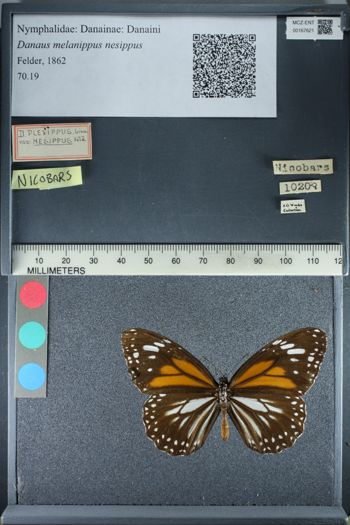 Media type: image;   Entomology 167621